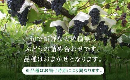 【先行予約 9月中旬～11月中旬発送】山本果樹園 季節の大粒種無しぶどう 詰め合わせ 約1.2kg（2房～3房）| 果物 フルーツ おいしい ぶどう 種なし 飛騨高山 山本果樹園 MA001