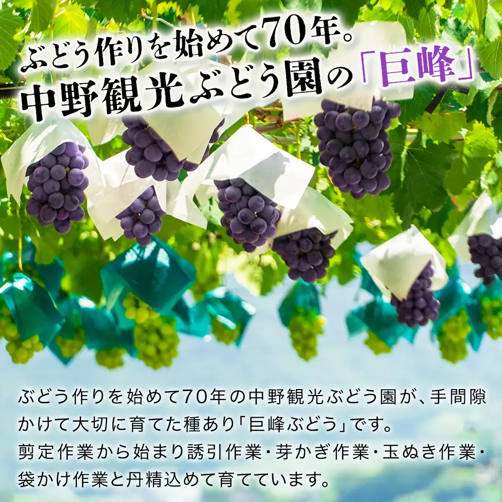 【先行予約】【期間・数量限定】大分県中津市産 巨峰ぶどう 3kg | フルーツ 果物 くだもの ぶどう ブドウ 葡萄 巨峰 種あり 大分県産 九州産 国産 中野観光ぶどう園 大分県 中津市