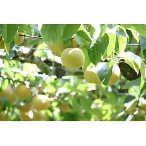 【2026年出荷受付】茨城県　千代田の梨(豊水・秋月・甘太いずれか)約5kg_梨 茨城県産 千代田 豊水 秋月_【1329113】