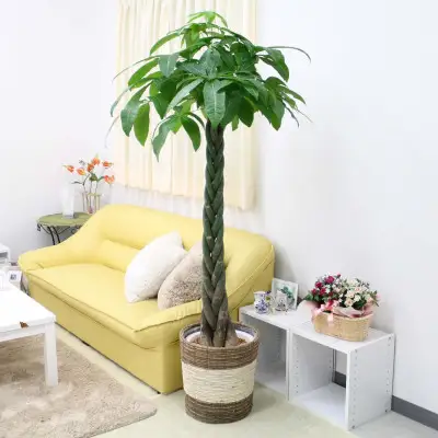 【観葉植物】パキラ 10号 ストライプバスケット鉢カバー 土の表面:ウッドチップ【観葉植物 インテリア 部屋 おしゃれ 福岡県 筑前町 送料無料 AG010】