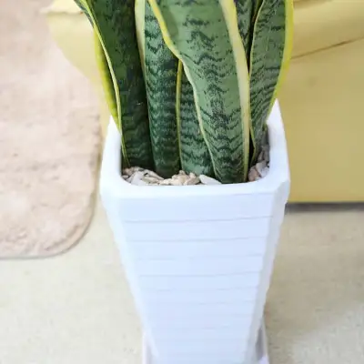 【観葉植物】サンスベリア 7号 ホワイト陶器鉢 Gタイプ 高さ:約70～ 90cm 土の表面：ウッドチップ 【観葉植物 インテリア 部屋 おしゃれ 福岡県 筑前町 送料無料 AG014】【価格改定】