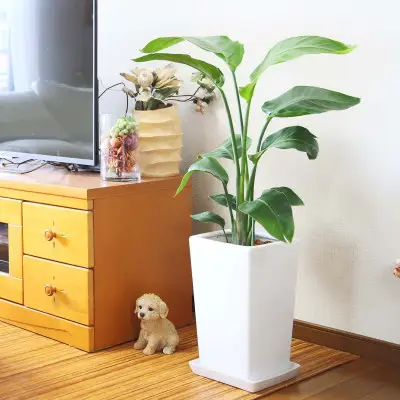 【観葉植物】オーガスタ 7号 ホワイトスクエア陶器鉢SW 土の表面:ウッドチップ 【観葉植物 インテリア 部屋 おしゃれ 福岡県 筑前町 送料無料 AG015】
