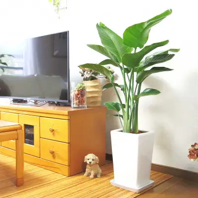 【観葉植物】オーガスタ 8号 ホワイトスクエア陶器鉢SW 土の表面:ウッドチップ 【観葉植物 インテリア 部屋 おしゃれ 福岡県 筑前町 送料無料 AG016】