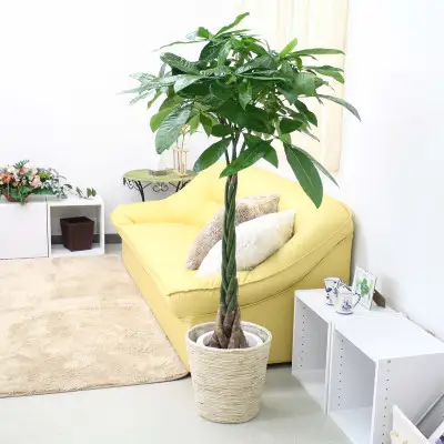 【観葉植物】パキラ 8号 ホワイトバスケット鉢カバー 土の表面:ウッドチップ【観葉植物 インテリア 部屋 おしゃれ 福岡県 筑前町 送料無料 AG017】