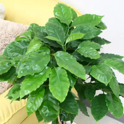 【観葉植物】コーヒーの木 7号 ホワイトスクエア陶器G 土の表面:ウッドチップ【観葉植物 インテリア 部屋 おしゃれ 福岡県 筑前町 送料無料 AG018】【価格改定】