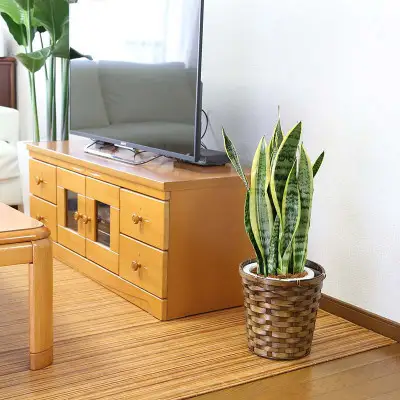 【観葉植物】サンスベリア 7号 バスケット鉢カバー 土の表面:ウッドチップ【観葉植物 インテリア 部屋 おしゃれ 福岡県 筑前町 送料無料 AG019】