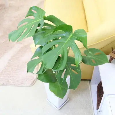 【観葉植物】モンステラ 7号 スクエア陶器鉢 ストレート 土の表面:ウッドチップ【観葉植物 インテリア 部屋 おしゃれ 福岡県 筑前町 送料無料 AG021】