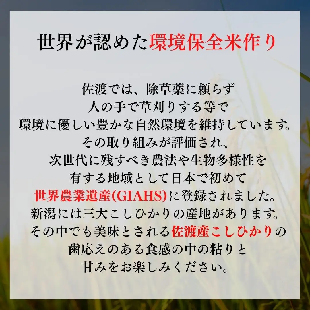 【先行予約 令和8年】コシヒカリ 真空パック 900g×6袋セット | 新潟県 佐渡市 コシヒカリ