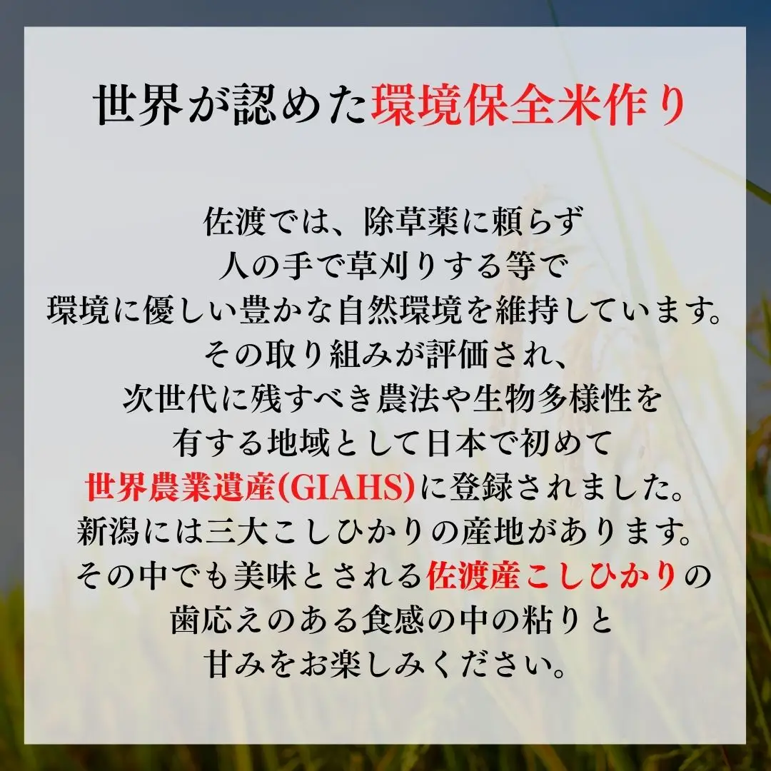 【令和7年度産米】佐渡産コシヒカリ そのまんま真空パック 900g×12袋セット
