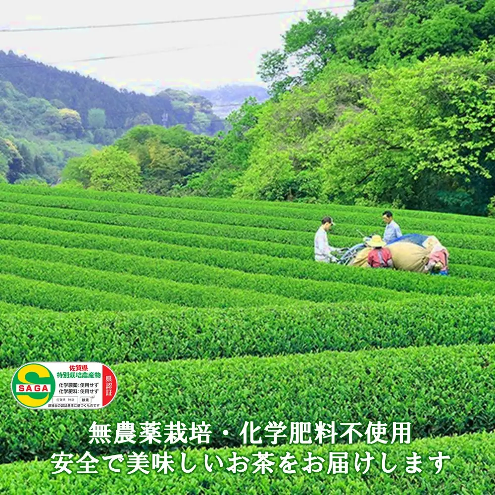 【お中元】【無農薬栽培】基山茶特上煎茶3袋セット K009010