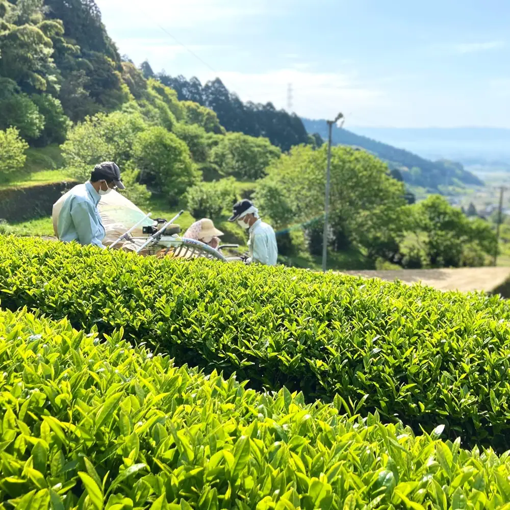 【無農薬栽培】粉末緑茶・緑茶ティーバッグ詰め合わせセット K009012