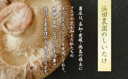 訳あり 生しいたけ 3kg しいたけ