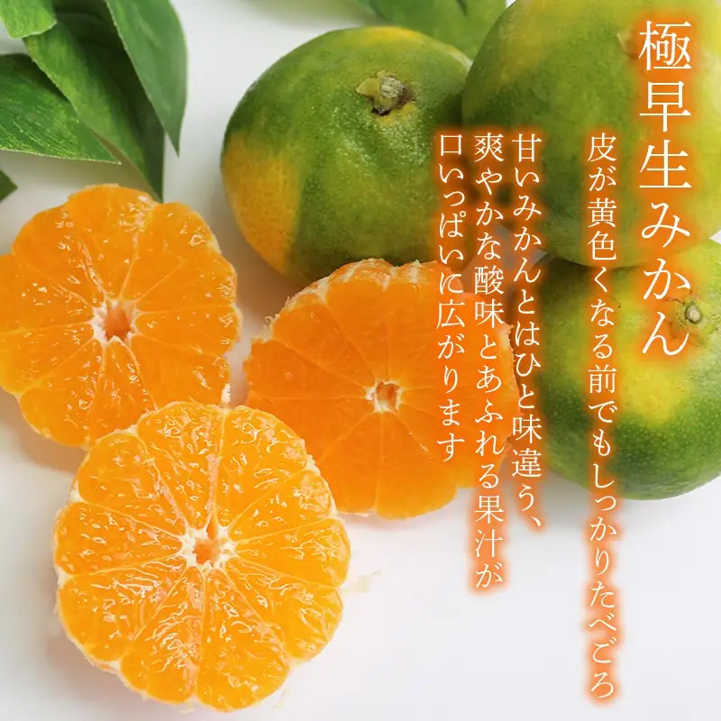 【先行予約】訳あり 極早生みかん 5kg | 温州みかん みかん 蜜柑 ミカン 柑橘 緑のみかん 酸っぱい 酸味 家庭用 秋の味覚 旬 ごくわせ フルーツ 果物 くだもの 産地直送 数量限定 期間限定 人気 おすすめ 国産 高知県 室戸市