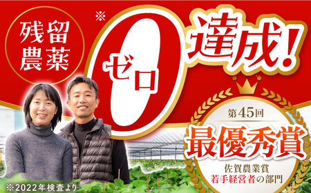【先行予約】【全2回定期便】いちご食べ比べ計1kgさがほのかいちごさん【むらおか農園】HAF026 果物 フルーツ
