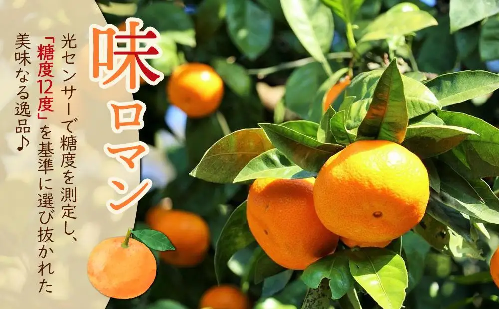 【糖度12度以上！】長崎県産 みかん 味ロマン 約10kg ＜期間限定／先行予約＞【2026年11月中旬以降順次発送】｜みかん 柑橘