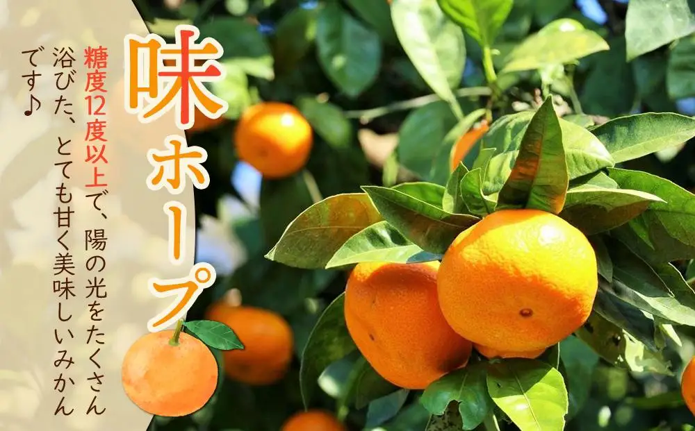 【糖度12度以上！】長崎県産 みかん 味ホープ 約10kg＜期間限定／先行予約＞【2026年11月中旬以降順次発送】｜みかん 柑橘