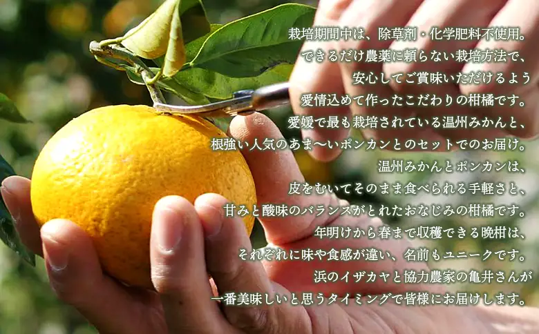 ＜旬をお届け！季節の柑橘 2回定期便（温州みかん約3kg・ポンカン約2kg）＞ミカン ぽんかん 蜜柑 果物 果実 フルーツ お楽しみ 2種類 食べ比べ 手軽 特産品 国産 愛媛県 西予市【常温】『1回目：2026年11月中旬～／2回目：2027年1月下旬～に順次出荷予定』ANS0017