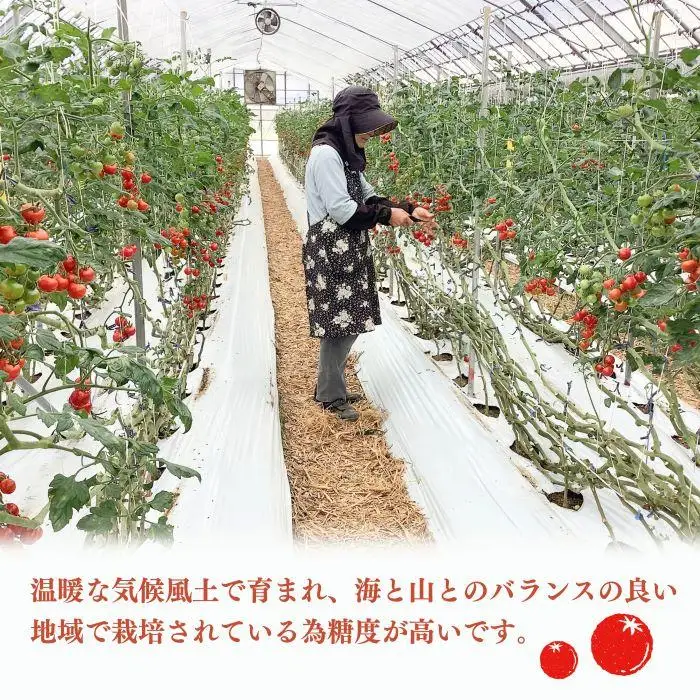 ［先行予約］完熟 ミニトマト 2kg  果物のような甘さと美味しさキャロルセブン｜糖度