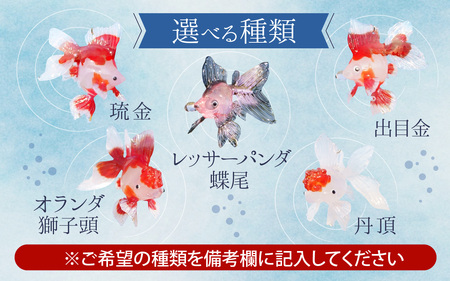 ガラス風鈴 そらとぶきんぎょ 選べる！種類【琉金 出目金 など 】※備考欄にてご希望の種類をご記入ください。 【TOSHIYA SUZUKI】