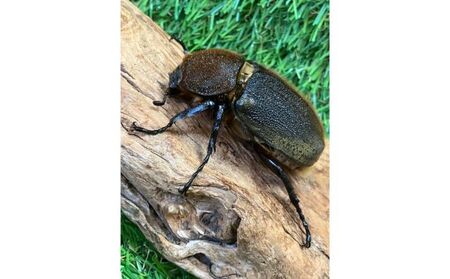 ヘラクレスオオカブト成虫ペア（♂140mm～・♀フリー）　【 生き物 虫 昆虫 カブトムシ シイタケ 廃菌床 昆虫マット 雄 雌 循環環境 成虫 飼育 】 
