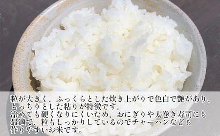 【令和8年産】ふさこがね    無洗米10kg（5kg×2）【お米こめコメおこめ】千葉県