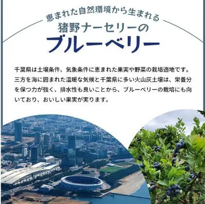 冷凍こだわりブルーベリー　500g×2【フルーツ  冷凍 1kg】 果物詰合せ 千葉県 