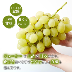 【令和8年産 先行予約】 ロザリオビアンコ ぶどう 約2kg | 新潟県 弥彦村