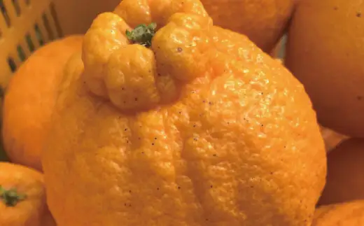 有田育ちの濃厚不知火(家庭用)(通称デコポン) 3kg+200g(傷み補償分) ※2027年1月下旬～3月下旬に順次発送 ※北海道・沖縄・その他離島地域は発送不可【ard010-c-3A】