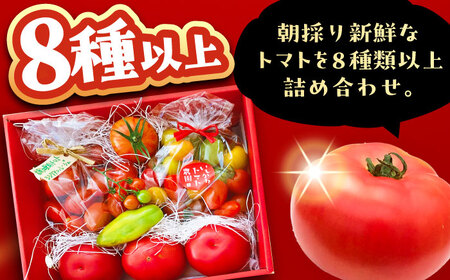 【2週間以内に発送！】 トマトの宝石箱 2kg / 恵那市 / クリエイティブファーマーズ [AUAH014]