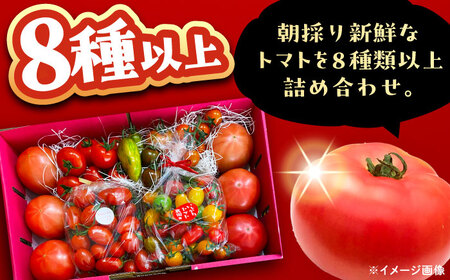 【2週間以内に発送！】 トマトの宝石箱 4kg / 恵那市 / クリエイティブファーマーズ [AUAH015]