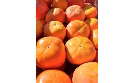  【先行予約】【ご家庭用わけあり】和歌山秋の味覚　平核無柿（ひらたねなしがき） 約7.5㎏　※2026年10月上旬頃〜2026年11月上旬頃順次発送（お届け日指定不可） / 果物 フルーツ 柿 旬 人気 先行予約 訳あり【uot718A】