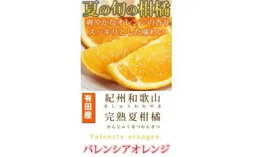  【先行予約】 秀品 希少な 国産 バレンシア オレンジ 2.5kg / みかん フルーツ 果物 柑橘 ※2027年6月下旬〜7月上旬頃順次発送（お届け日指定不可） ※離島への配送不可【uot752】
