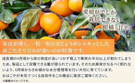 ＜おはこやがつくる 甘平 約3kg（L～3Lサイズ）＞ 果物 フルーツ 柑橘 カンペイ みかん ミカン 蜜柑 特産品 西宇和 愛媛県 西予市【常温】『2027年1月下旬～2月上旬迄に順次出荷予定』MOK0004