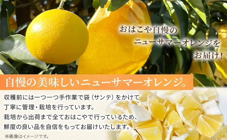 ＜おはこやがつくる ニューサマーオレンジ（日向夏） 約3kg（L～3Lサイズ）＞ 果物 フルーツ 柑橘 ミカン 蜜柑 日向夏 小夏 特産品 西宇和 愛媛県 西予市【常温】『2027年4月上旬～4月中旬迄に順次出荷予定』MOK0005