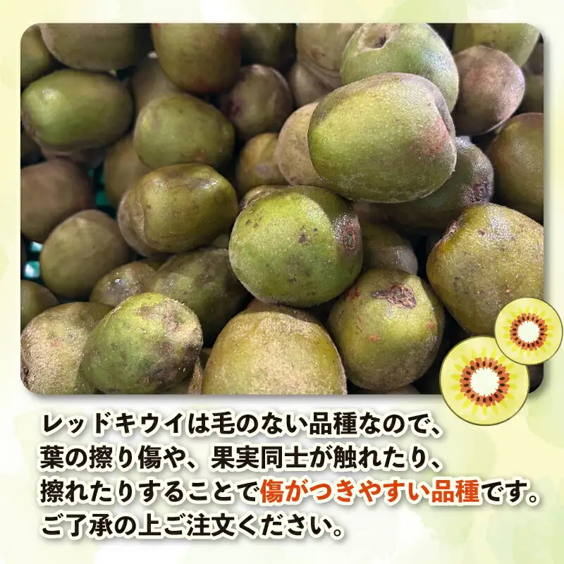 レッドキウイ 2kg 訳あり マル南フルーツ レッドキウイ  F010-106029