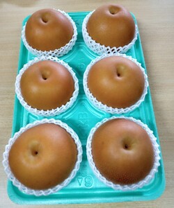 朝穫り　大玉【にっこり】5kg　5個～6個入り【9月20日受付終了】※2026年9月～発送