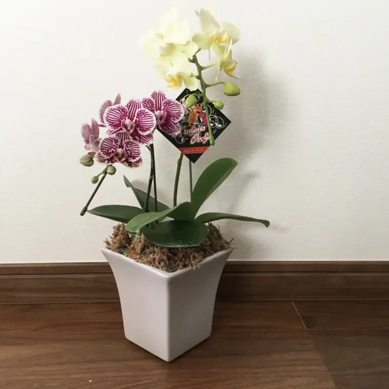 おまかせミニ胡蝶蘭（2本寄せ14輪以上）【陶器鉢】【お花 花 コチョウラン 胡蝶蘭 蘭 贈り物 プレゼント 誕生日 お祝い 誕生日 母の日 父の日 敬老の日 鹿嶋市 茨城県】（KAR-4）