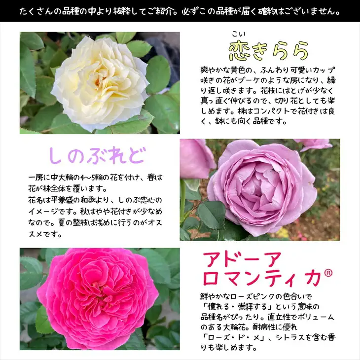 花巻温泉バラ園で育った「バラ大苗」7号サイズ -園長におまかせ-　【1659】