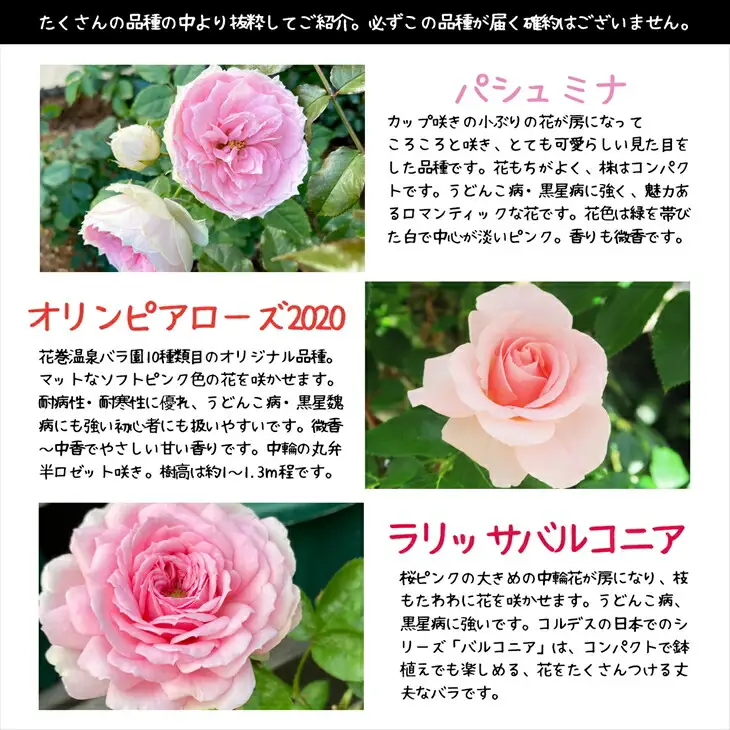 ＜色が選べる♪＞花巻温泉バラ園で育った「バラ大苗」7号サイズ -ピンク-　【1660】