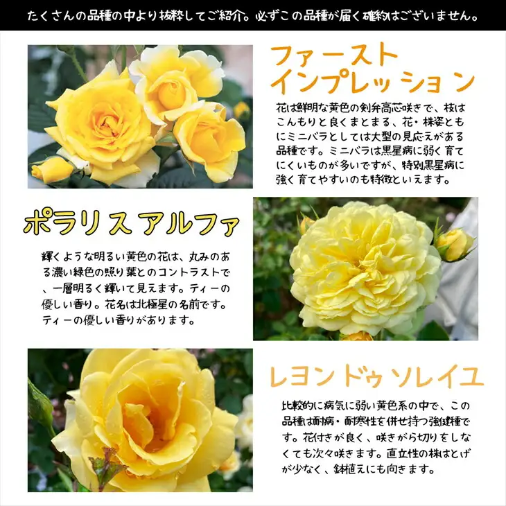 ＜色が選べる♪＞花巻温泉バラ園で育った「バラ大苗」7号サイズ -黄-　【1661】