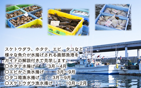 鹿部漁港見学体験 2名様分 道の駅しかべ間歇泉公園 入園券付 旅行 観光 体験 送料無料