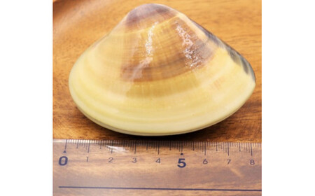 鹿島灘大玉蒸しはまぐり６個入り　ギフト用【蒸し　蛤　はまぐり　ハマグリ　大玉　海産物　産地直送　送料無料　お取り寄せ　お取り寄せグルメ　グルメ　酒のつまみ　おつまみ　ご飯のお供】（KK-7）