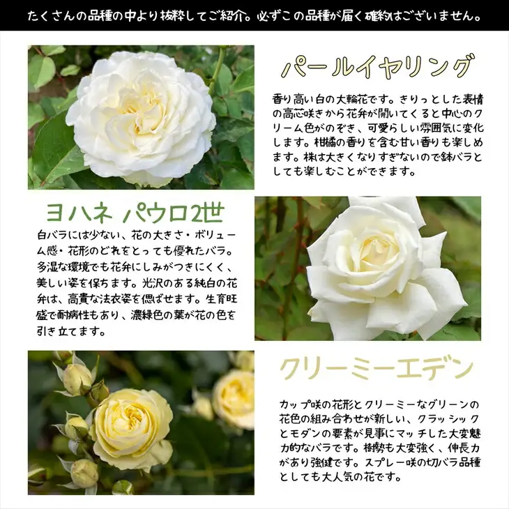 花巻温泉バラ園で育った「バラ大苗」7号サイズ -白-　【1662】