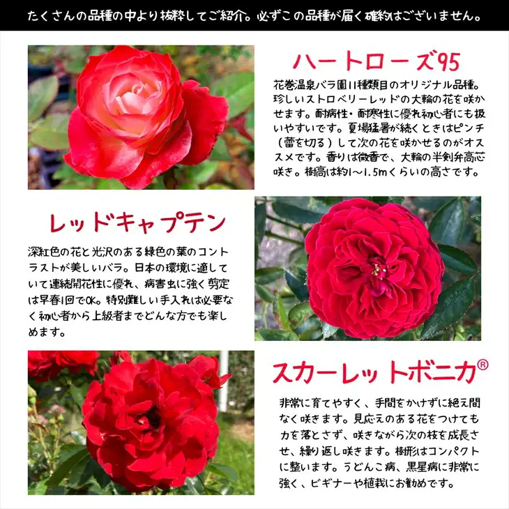 ＜色が選べる♪＞花巻温泉バラ園で育った「バラ大苗」7号サイズ -赤-　【1663】