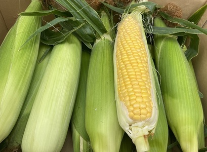 朝採れ！とうもろこし【おおもの】5kg（11本～13本）【令和7年6月下旬頃】【L-47】