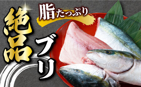 ブリ 3kg セット 短期蓄養 鮮度抜群 新鮮 冷蔵 刺身 漬け丼 刺身 ブリ丼 カルパッチョ アラ付き カマ  [WBV002]