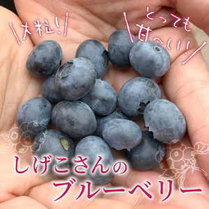 冷凍 ブルーベリー 約1.2kg 300g×4パック 小分け 便利 しげこさんのブルーベリー 甘い 大粒 ジャム お菓子 スイーツ デザート アイス 果物 フルーツ ブルーベリージャム 無農薬 化学肥料不使用 岐阜県 東白川村産 産地直送 大容量