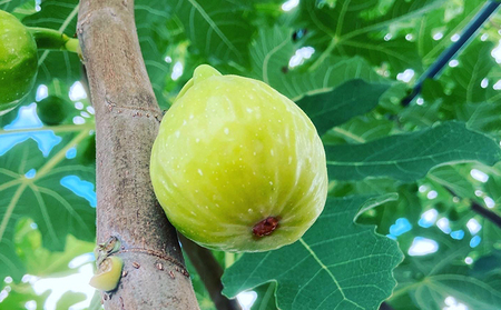 自家栽培いちじくのドライフルーツ満喫セット～いちじくの葉茶と2種の乾燥いちじく～ 加工食品 お茶 白いちじく 無花果葉 飲みやすい ティーバッグ おやつ 飲み物 