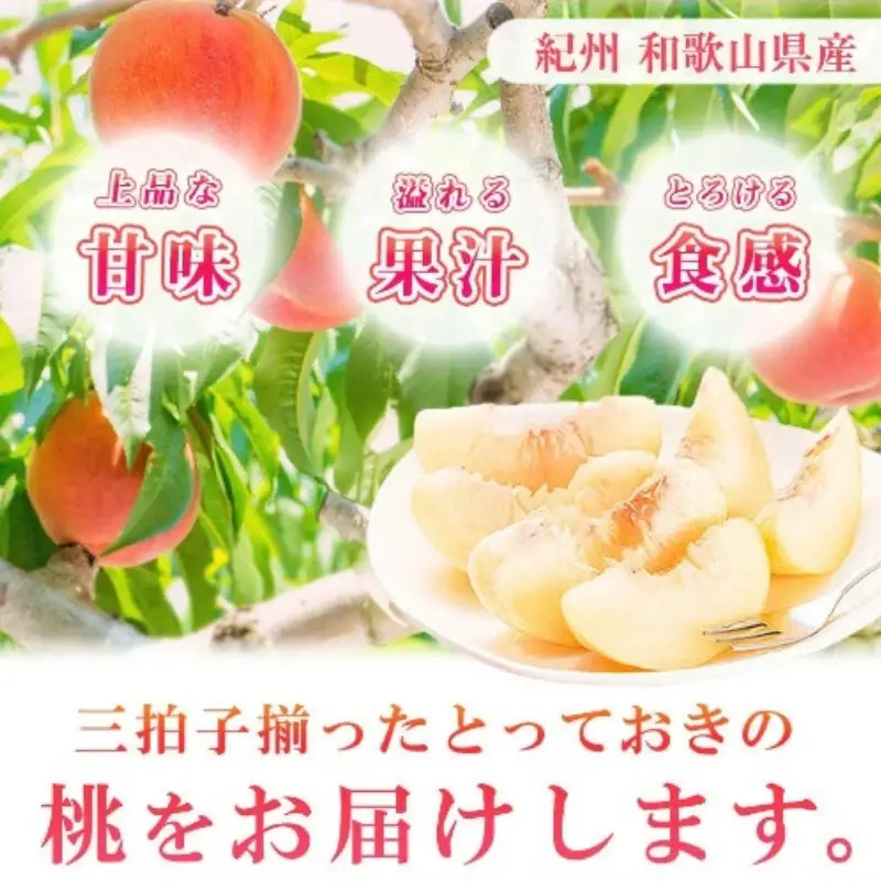 紀州和歌山産の桃 15玉 化粧箱入 【2026年6月下旬頃～2026年8月上旬頃に順次発送予定】【UT97】【Z024-uot780A】