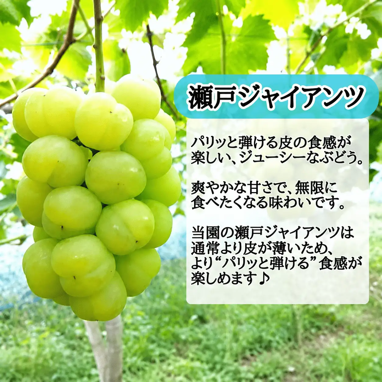 ぶどう 瀬戸ジャイアンツ 500g~ ぶどう 【hfbd013-02】